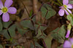 Violet woodsorrel